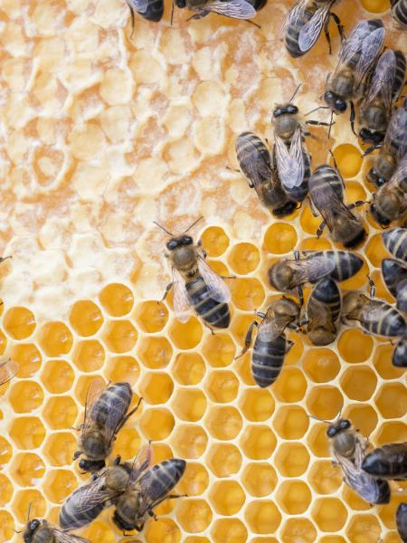 Taller de las abejas